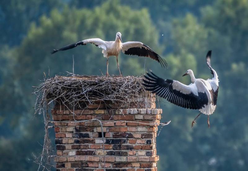 Professional Chimney Animal Removal Services in Smyrna, Georgia