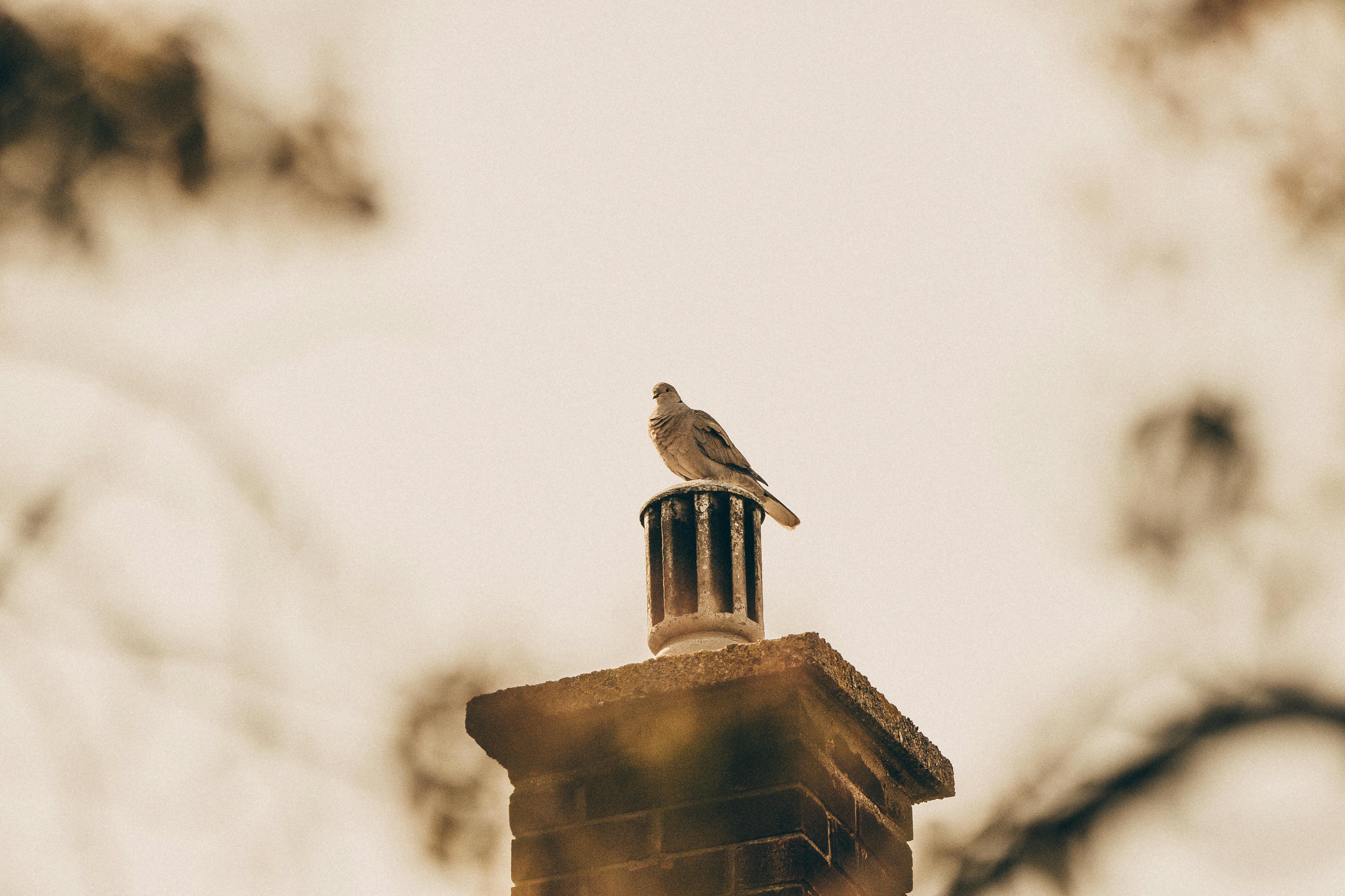 Professional Chimney Cap and Damper In Smyrna Georgia